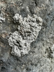 Alyxoria sierramadrensis