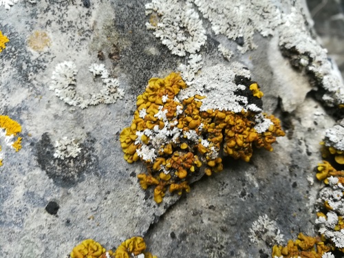 Xanthopsorella texana image