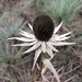 Eryngium monocephalum - Photo (c) Manuel Cortina, some rights reserved (CC BY-NC), uploaded by Manuel Cortina