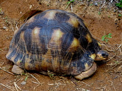 Astrochelys radiata