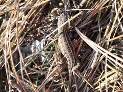 Sceloporus scalaris