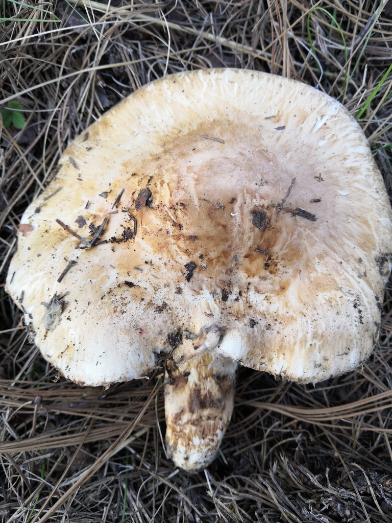 Mesoamerican Matsutake From Xiutetelco, MX-PU, MX On December 18, 2018 ...