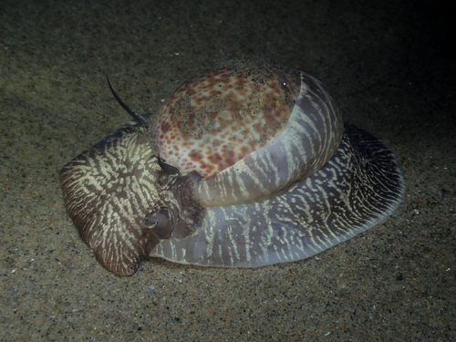 Naticarius hebraeus