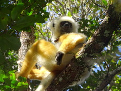 Propithecus diadema