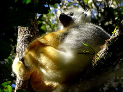 Propithecus diadema