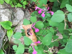 Scutellaria seleriana