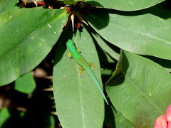 Phelsuma lineata