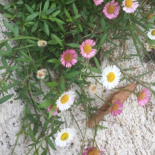 Erigeron karvinskianus image