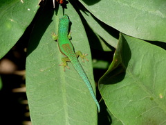 Phelsuma lineata