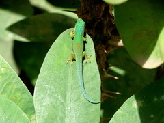 Phelsuma lineata