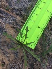 Streptanthus longirostris