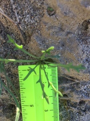 Streptanthus longirostris