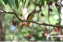 Onychorhynchus coronatus