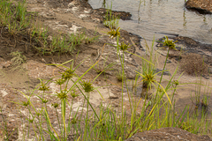 Cyperus imbricatus image