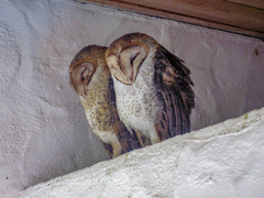 Tyto alba punctatissima