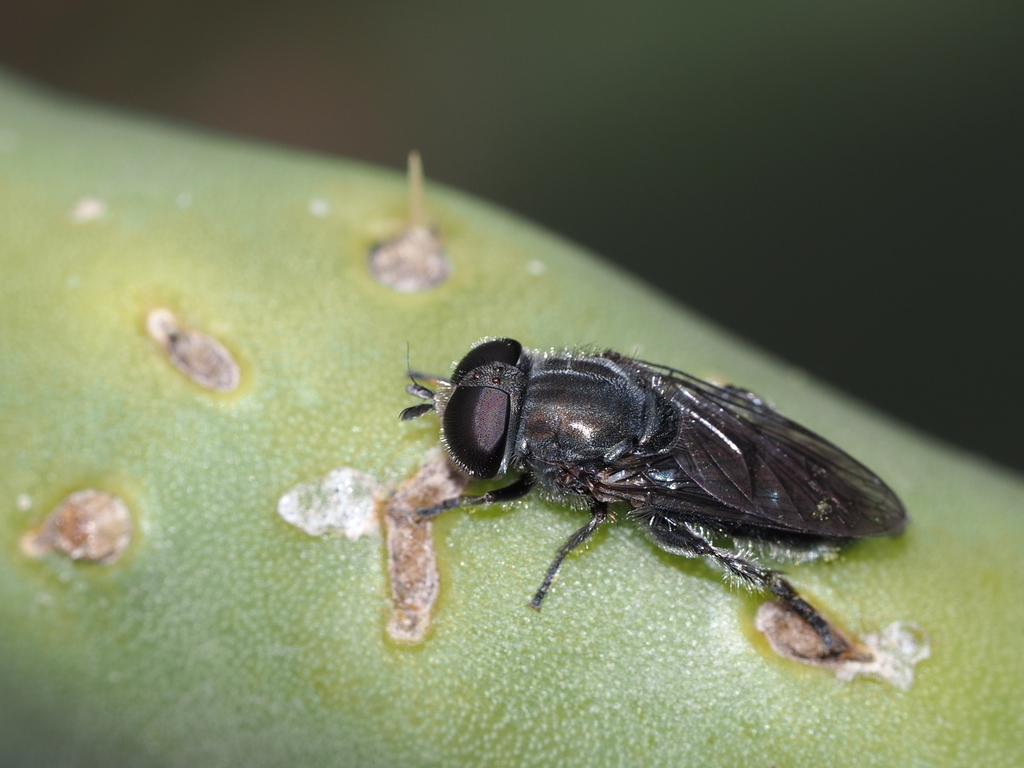 Eumerus latitarsis