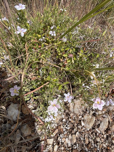 Barleria glutinosa