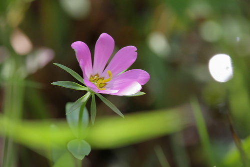 Image of Sabatia dodecandra by (c) Kim, some rights reserved (CC BY)
