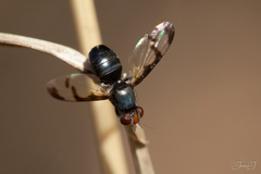 Herina lacustris