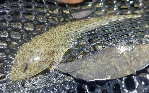 Australian darter dragonet (Callionymus macdonaldi) — Callionymidae — 2