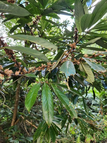 Symplocos glauca (Symplocos glauca)