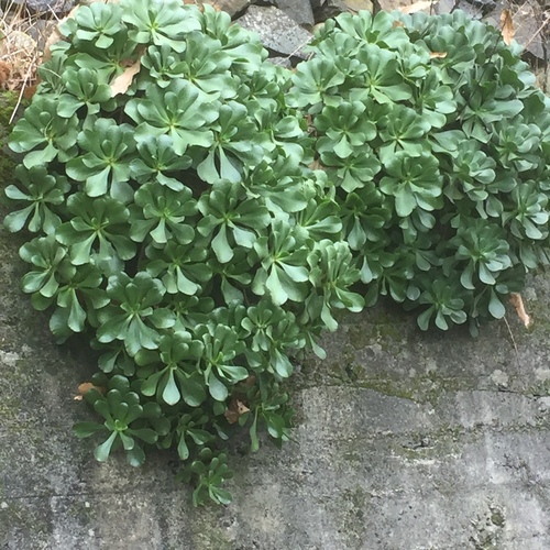 Aeonium glutinosum