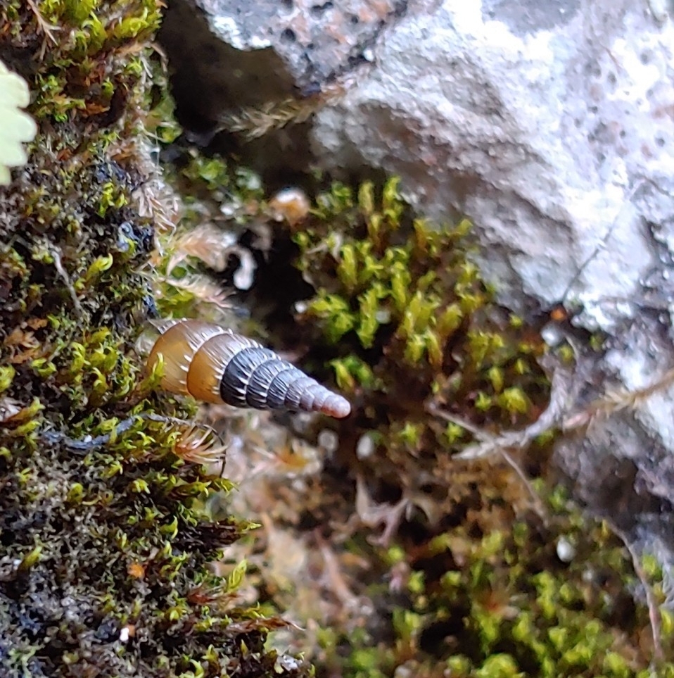 Charpentieria clavata