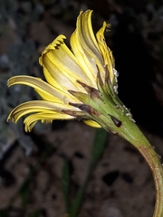 Leontodon saxatilis saxatilis