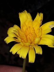 Leontodon saxatilis saxatilis