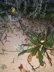 Leontodon saxatilis saxatilis