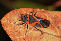 Lygaeus kalmii angustomarginatus