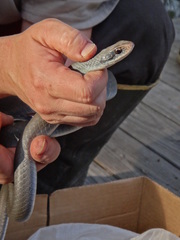 Coluber constrictor latrunculus