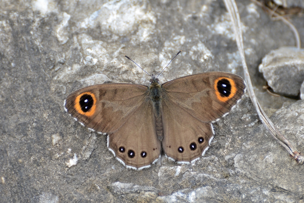 Lasiommata majuscula