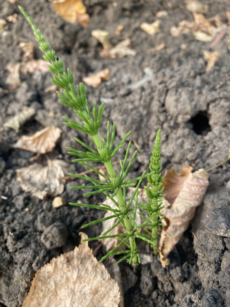 Anglesey Horsetail