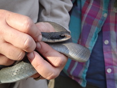 Coluber constrictor latrunculus