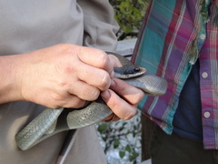 Coluber constrictor latrunculus