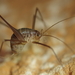 Cretan Cave-Cricket - Photo (c) Annie Northfield, some rights reserved (CC BY-NC), uploaded by Annie Northfield