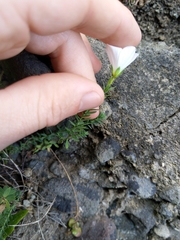 Linum monogynum monogynum