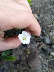 Linum monogynum monogynum