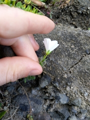 Linum monogynum monogynum