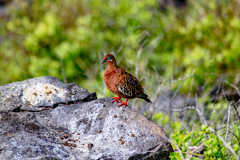 Zenaida galapagoensis
