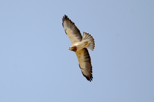 Swainson's Hawk