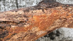 Hymenochaete cinnamomea