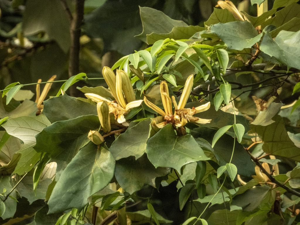 Long Manh Hoa To (Pterospermum grandiflorum)