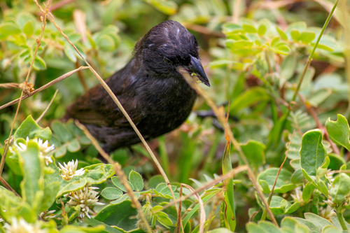 Geospiza conirostris