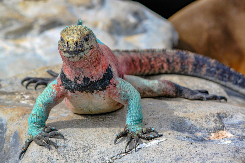 Iguane marin (Amblyrhynchus cristatus)