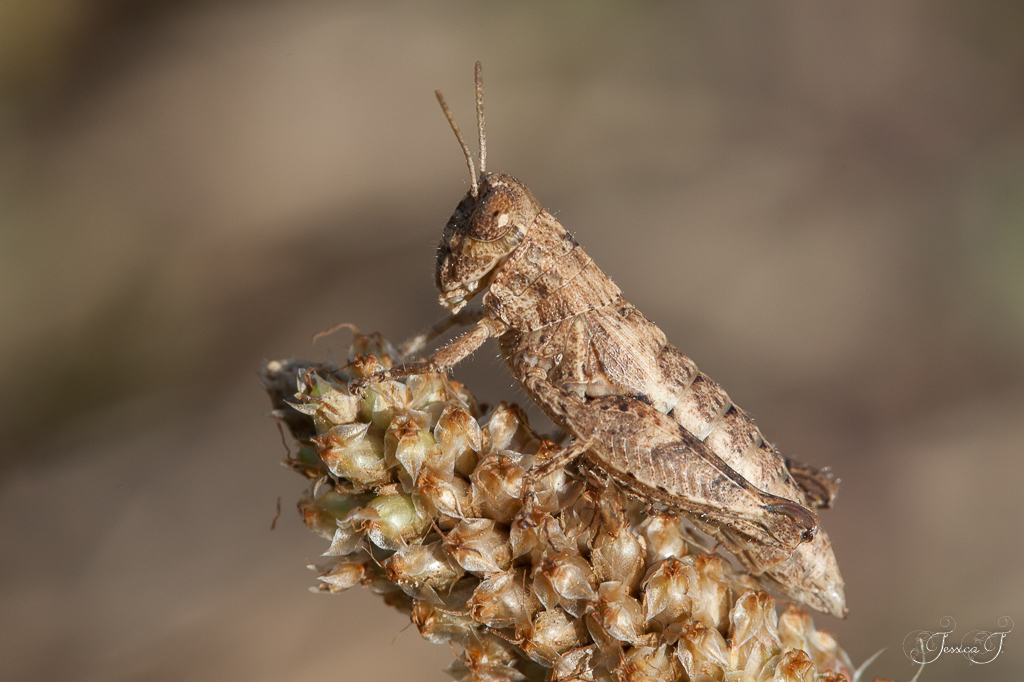 Common Maquis Grasshopper