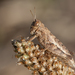 Common Maquis Grasshopper - Photo (c) jessica09, some rights reserved (CC BY-NC), uploaded by jessica09