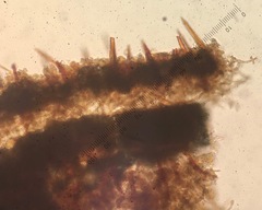 Hymenochaete cinnamomea