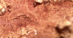 Hymenochaete cinnamomea